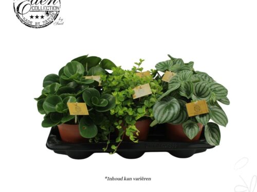 Peperomia gemischt