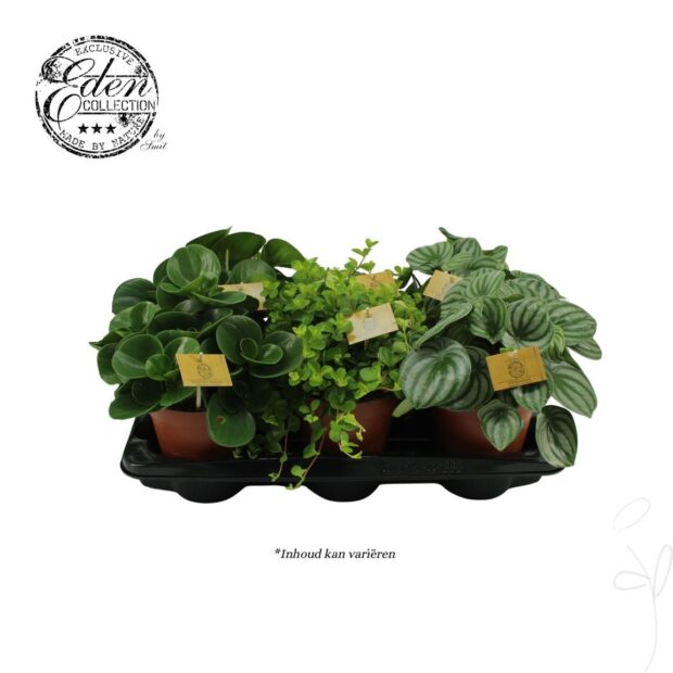 Peperomia gemischt