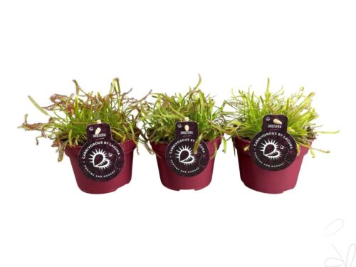 Drosera Capensis Mix