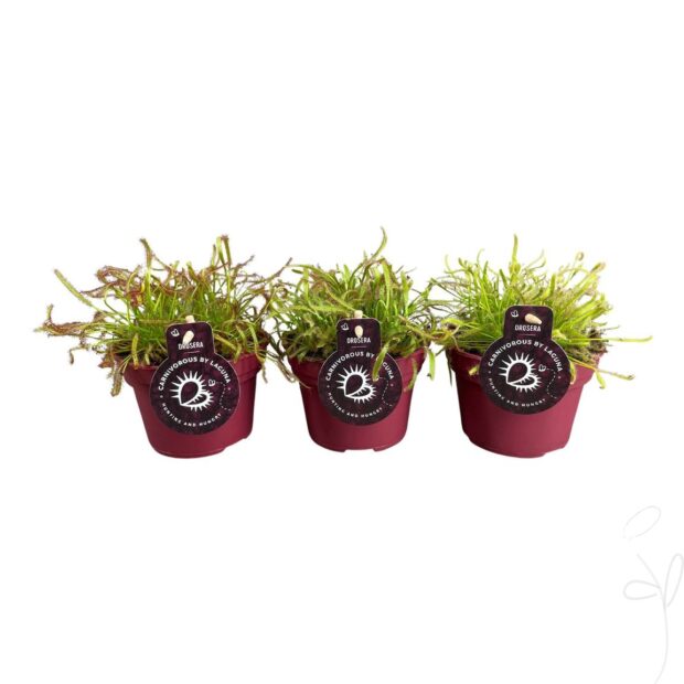 Drosera Capensis Mix