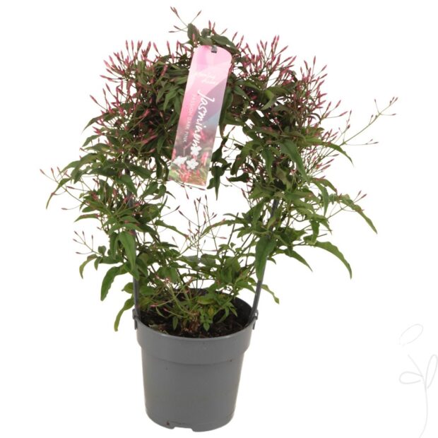 Jasminum polyanthum (rosa)