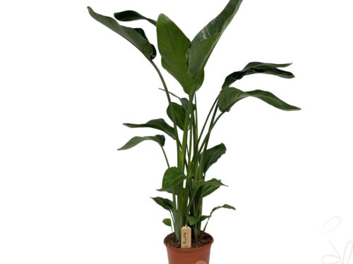 Strelitzia nicolai