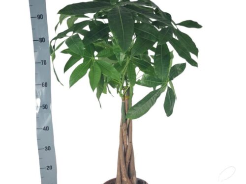 Pachira aquatica
