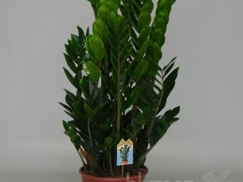 Zamioculcas zamiifolia