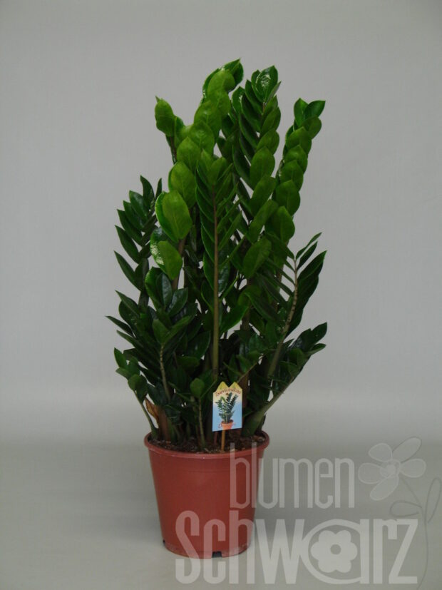 Zamioculcas zamiifolia