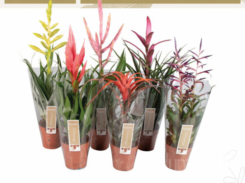 Tillandsia gemischt