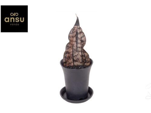 Sansevieria Star Canyon Granite