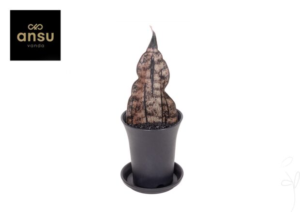 Sansevieria Star Canyon Granite