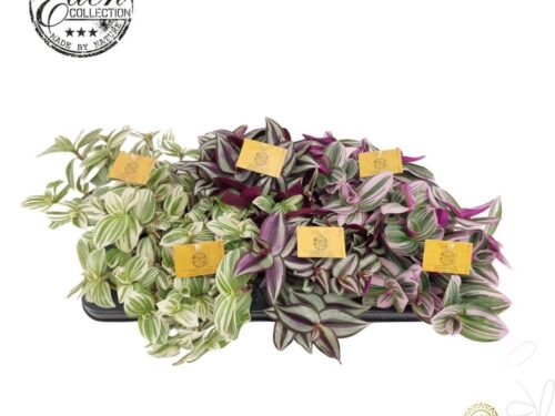 Tradescantia gemischt
