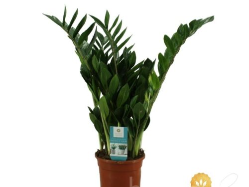 Zamioculcas zamiifolia