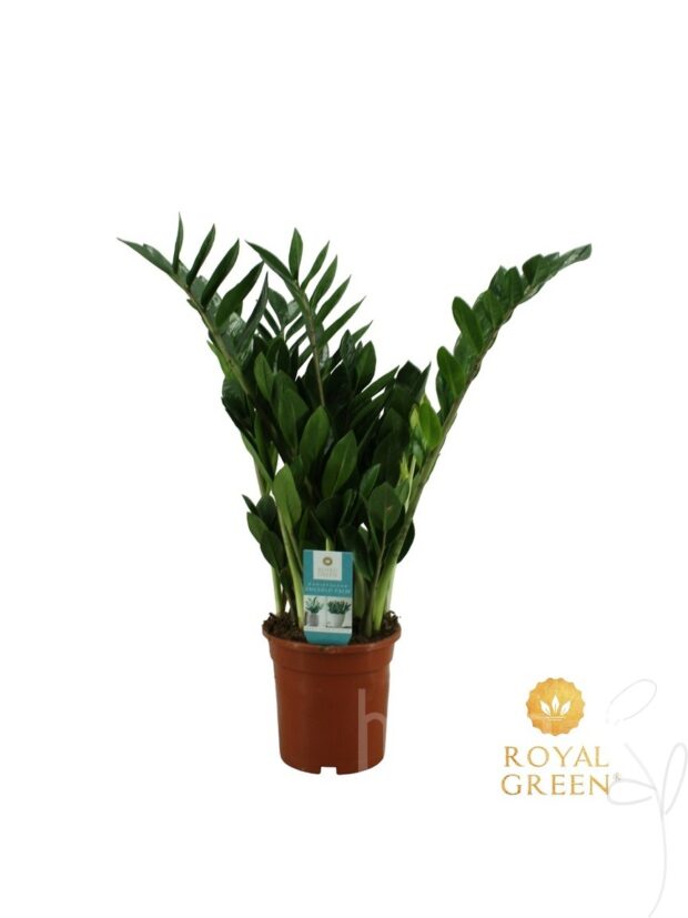 Zamioculcas zamiifolia