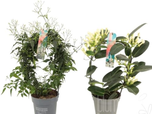 blühenden Zimmerpflanzen gemischt smell mixed