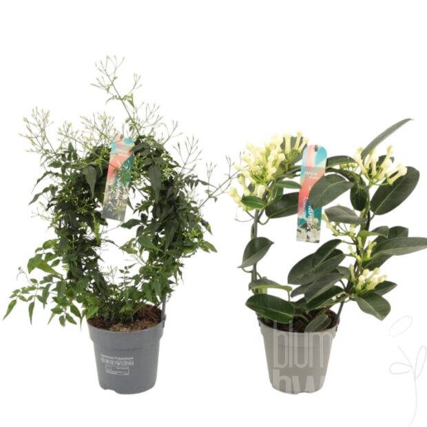blühenden Zimmerpflanzen gemischt smell mixed