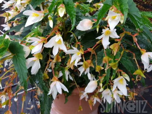 Begonia Shine Bight weiß, Hängebeg.