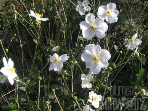 Anemone jap., Herbstanemone weiß