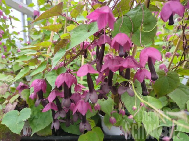 Rhodochiton atrosanguineus Purple Bells