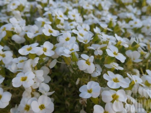 Arabis caucasica, Komp. Gänsekresse