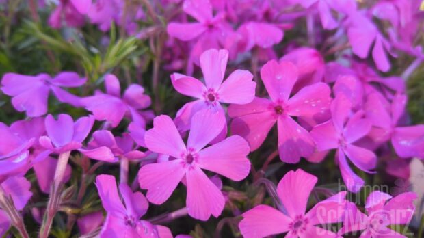 Phlox s. Drummond, Polsterphlox pink
