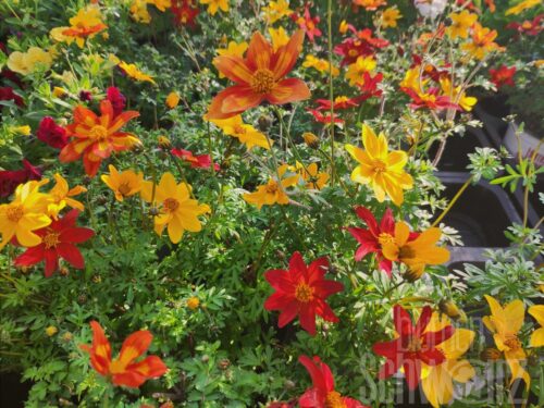 3er Bidens TrioMio - Orange-rot-gelbes Goldmarie