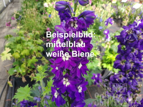 Delphinium Jupiter Blau, Rittersporn
