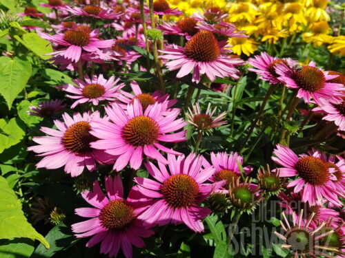 Echinacea Papallo Classic Rose
