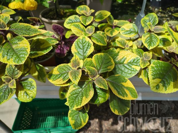 Plectranthus Vatter, gelbb. Weihrauch