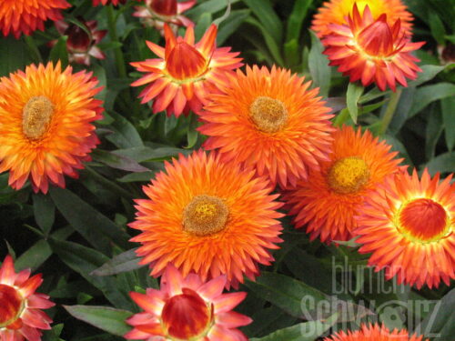 Bracteantha Sunbrelle Orange 2025