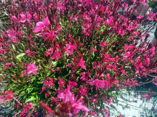 Gaura Everlast Dark Pink, Prachtkerze
