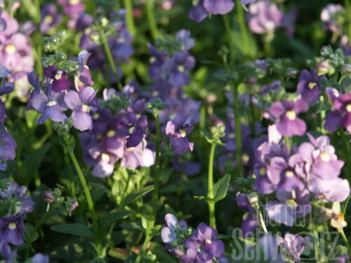 Nemesia Karoo Dark Blue, Elfenspiegel