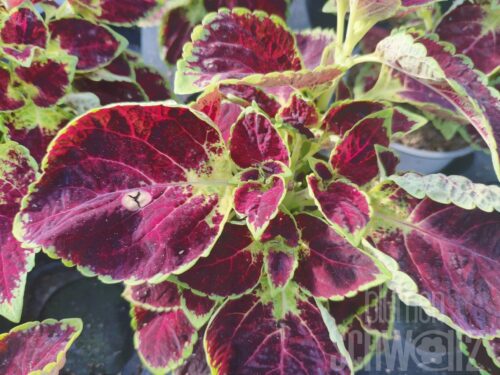 Plectranthus Dipt in Wine