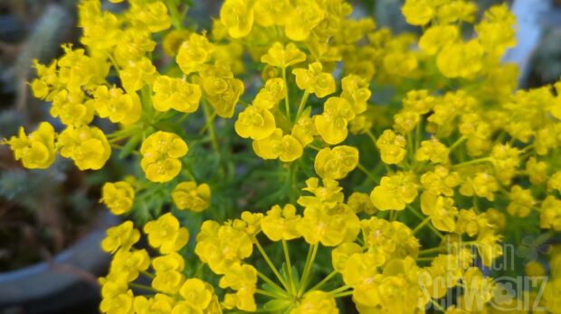 Euphorbia cyp., gelbe Wolfsmilch
