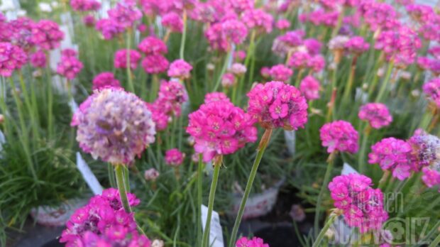 Armeria, rosa Grasnelke