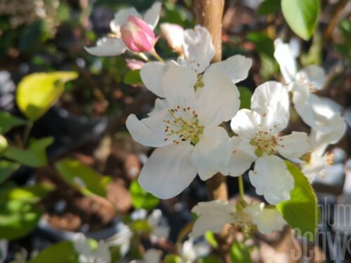 Malus Evereste T17 - Zierapfel