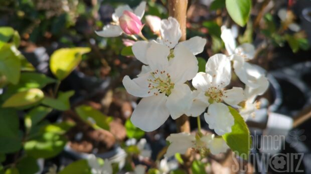 Malus Evereste T17 - Zierapfel
