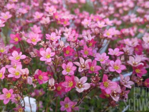 Saxifraga arend., Steinbrech