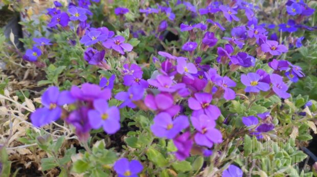 Aubrieta,Blaumeise, Blaukissen