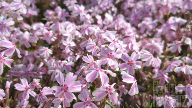 Phlox s. Candy Stripe, Polsterphlox