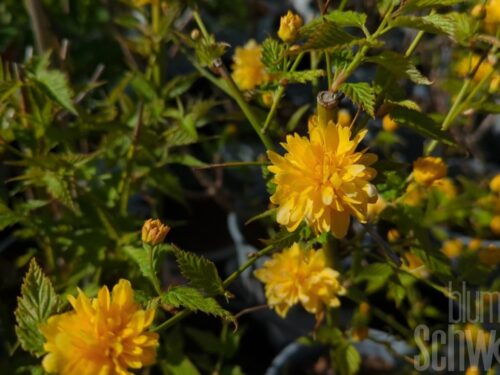 Kerria jap. Pleniflora T17 - Ranunkelstrauch