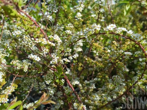 Spiraea arguta T17 - Frühlingsspiere