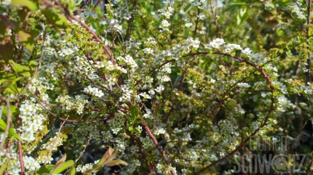 Spiraea arguta T17 - Frühlingsspiere