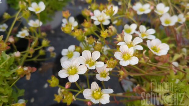 Saxifraga x arend. -Alpino White- Weißer Steinbrech