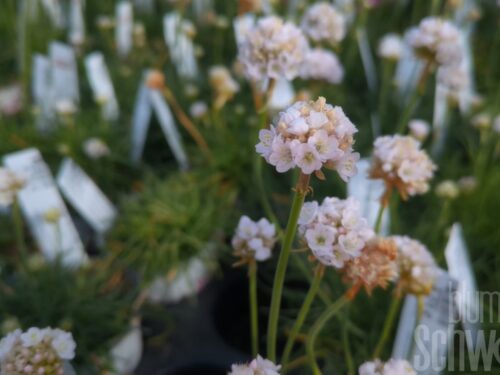 Armeria marit., Grasnelke weiß