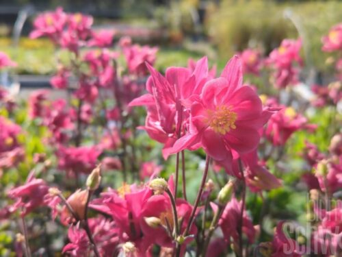 Aquilegia, Akelei rosa
