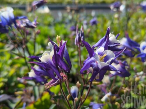 Aquilegia, Akelei blau/weiß