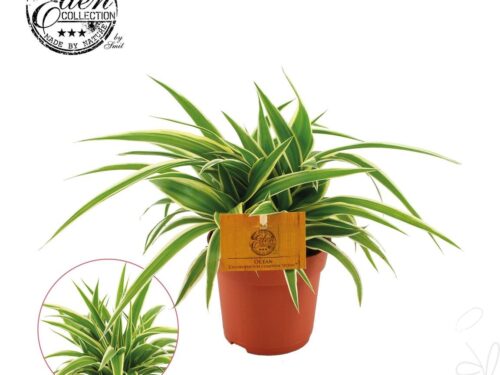 Chlorophytum comosum -Ocean-