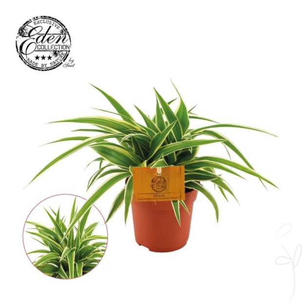 Chlorophytum comosum -Ocean-