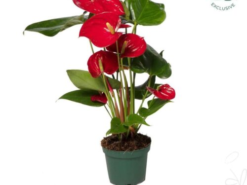 Anthurium (Andreanum Grp) Nevada