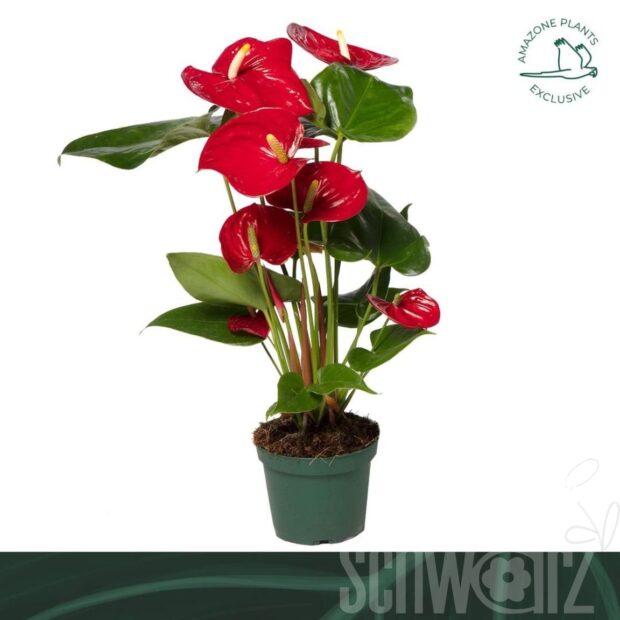 Anthurium (Andreanum Grp) Nevada