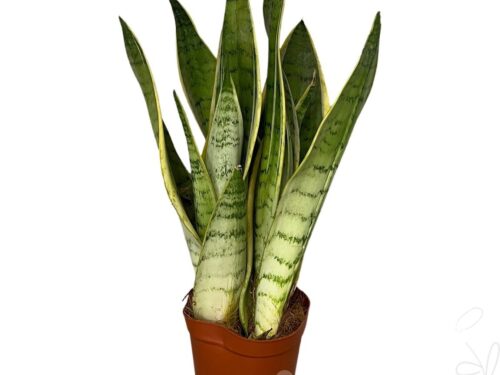 Sansevieria tri White Snow