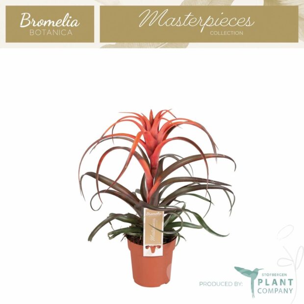 Tillandsia capitata -Hermosa-